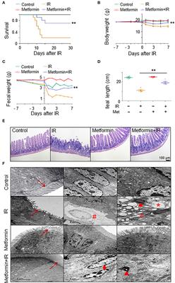 Metformin alleviates irradiation-induced intestinal injury by activation of FXR in intestinal epithelia